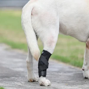 Attelle pour chien arthrose